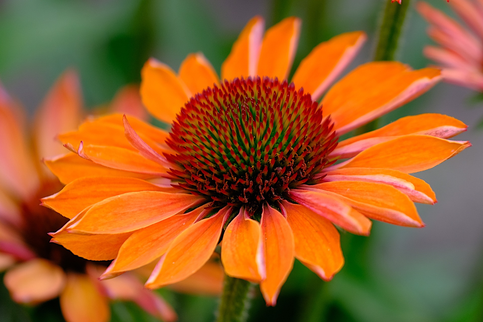 Echinacea sunseekers ‘Pumpkin Pie’ - Zonnehoed