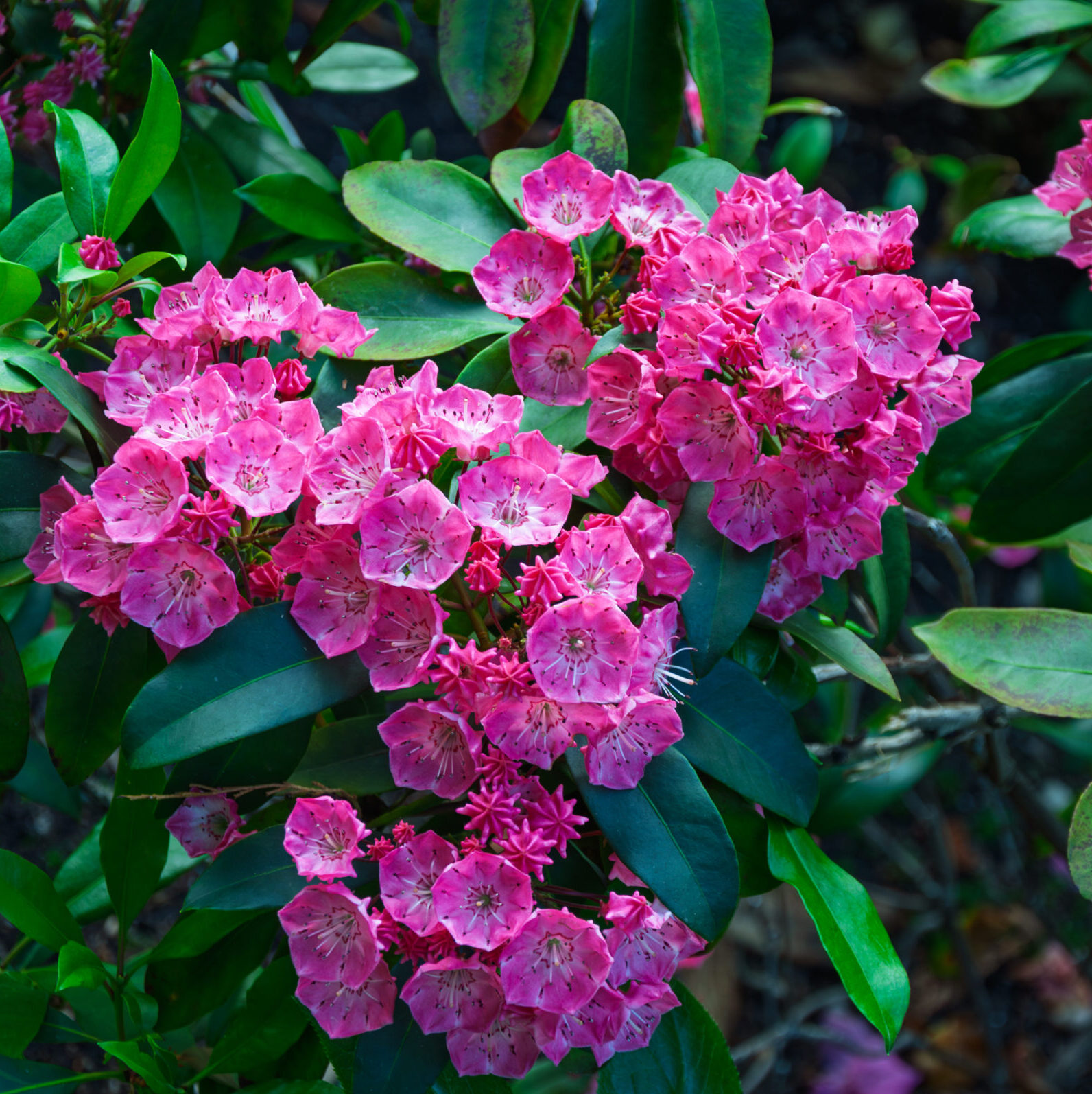 Kalmia latifolia ‘You Can’ - Lepelstruik