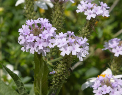 Verbena rigida ‘Polaris’ - Ijzerhard