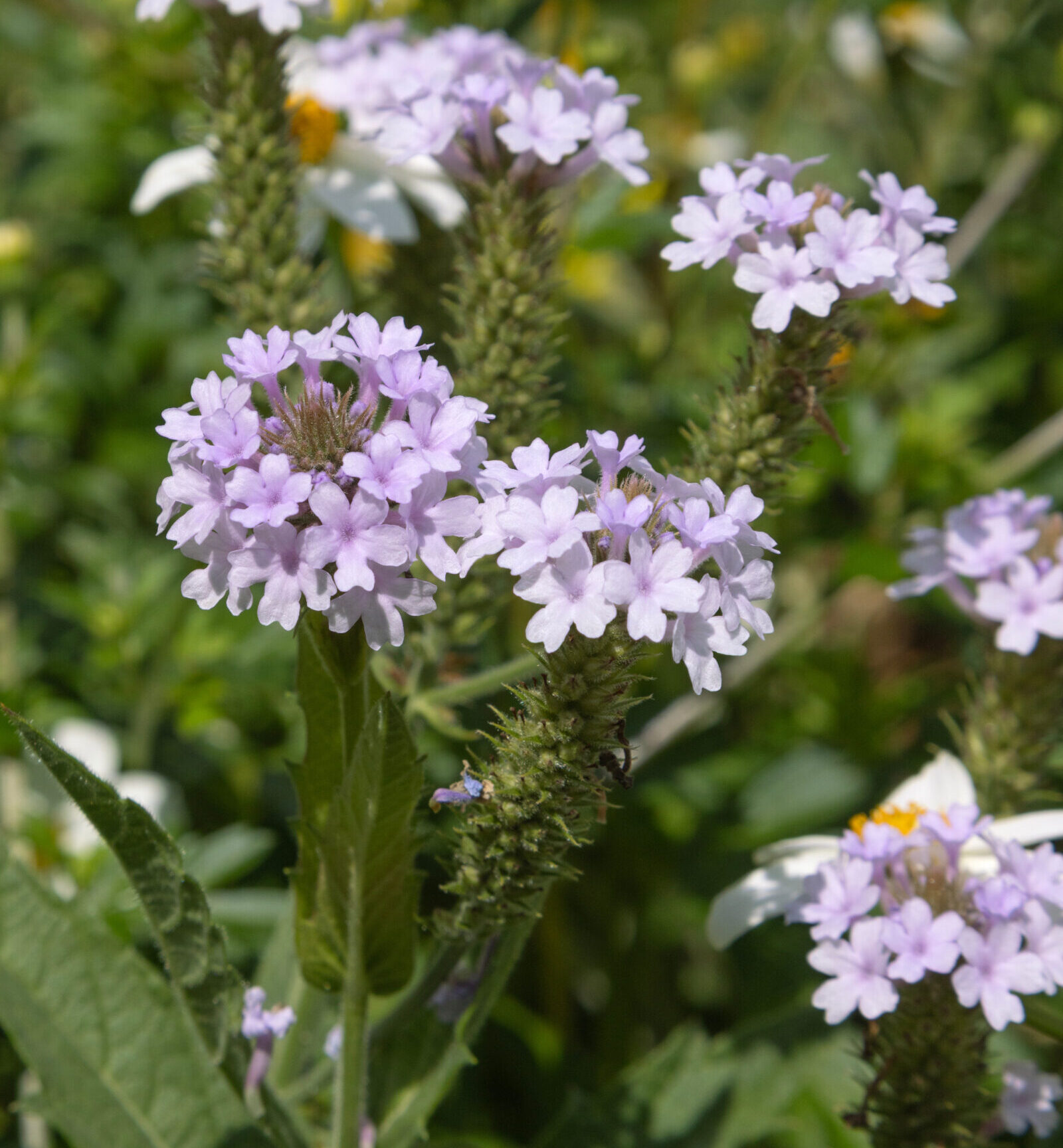 Verbena rigida ‘Polaris’ - Ijzerhard