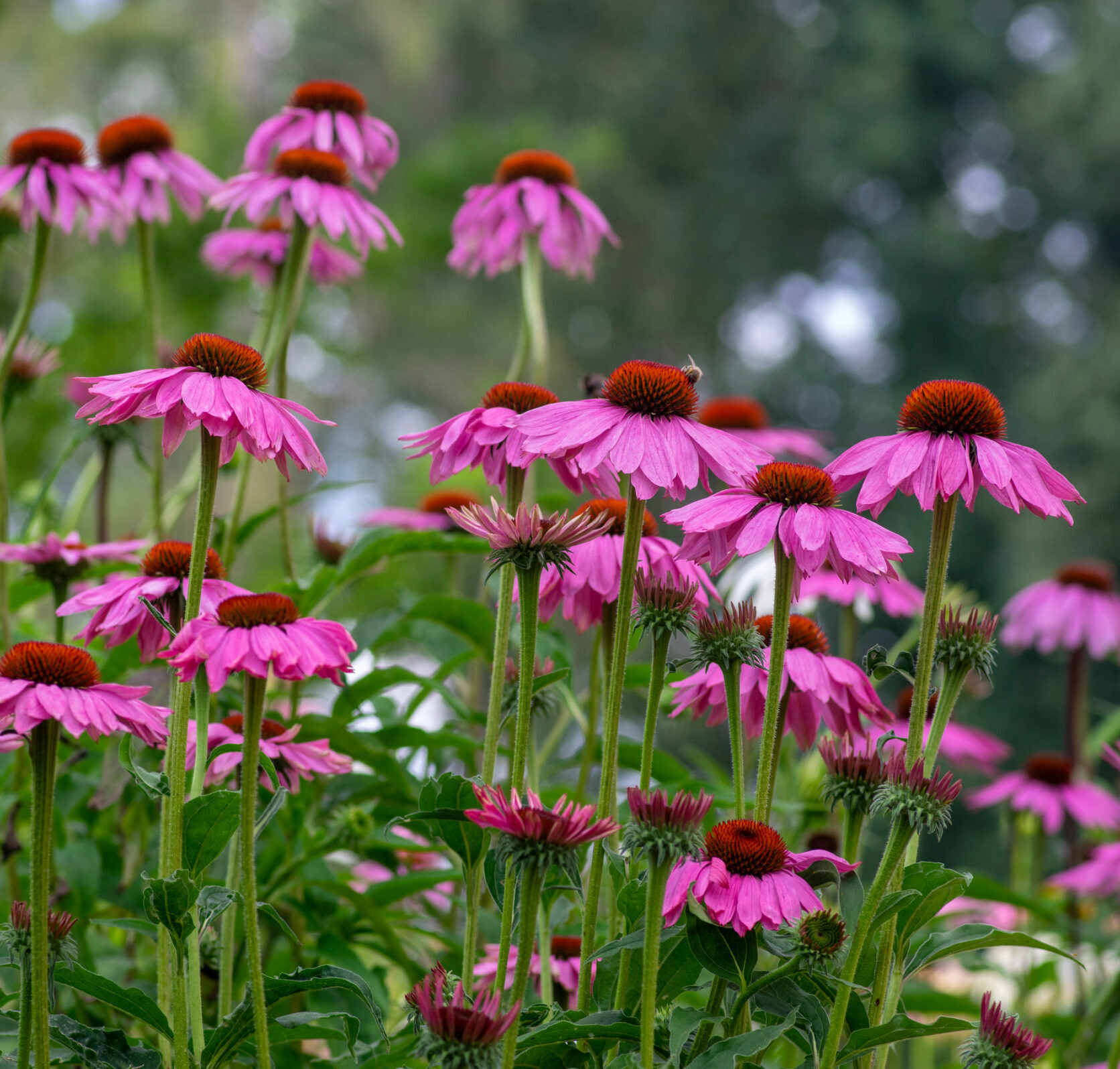 Echinacea purpurea ‘Chunky Purple’ - Zonnehoed