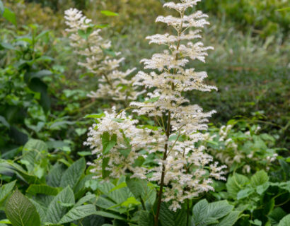 Rodgersia pinnata ‘Alba’ - Schout bij nacht, kijkblad