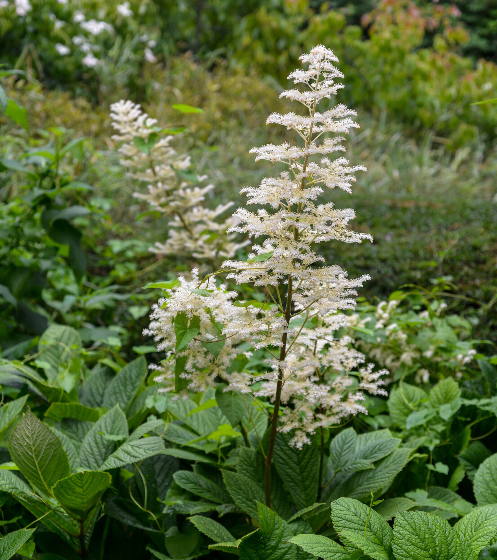 Rodgersia pinnata ‘Alba’ - Schout bij nacht, kijkblad