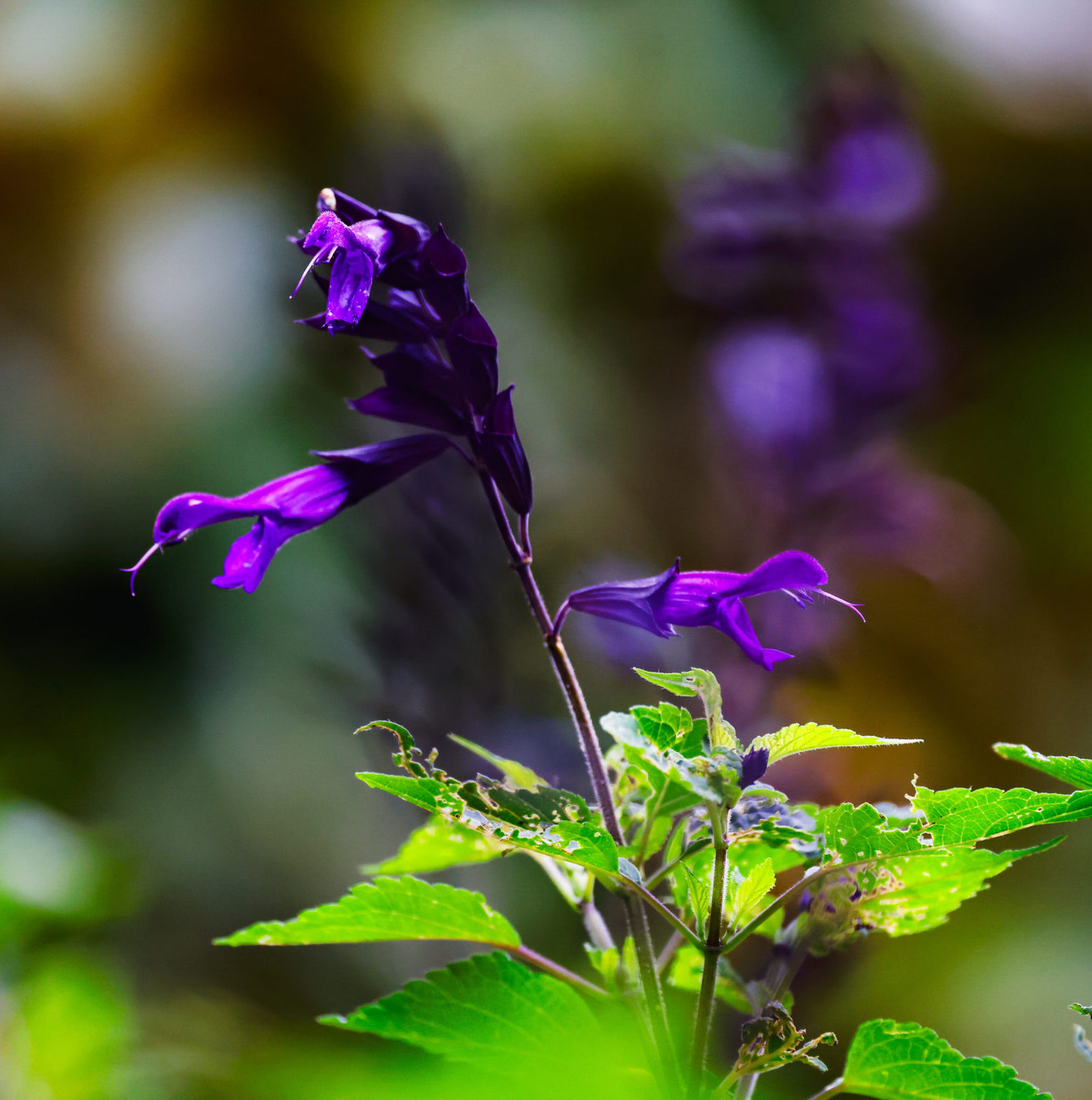 Salvia microphylla ‘Dark Purple’ - Salie