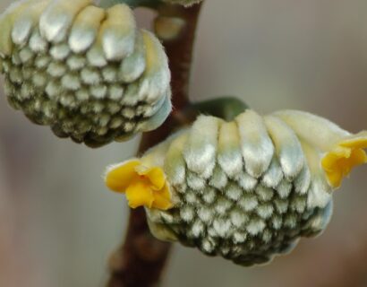 Edgeworthia chrysantha - papierstruik
