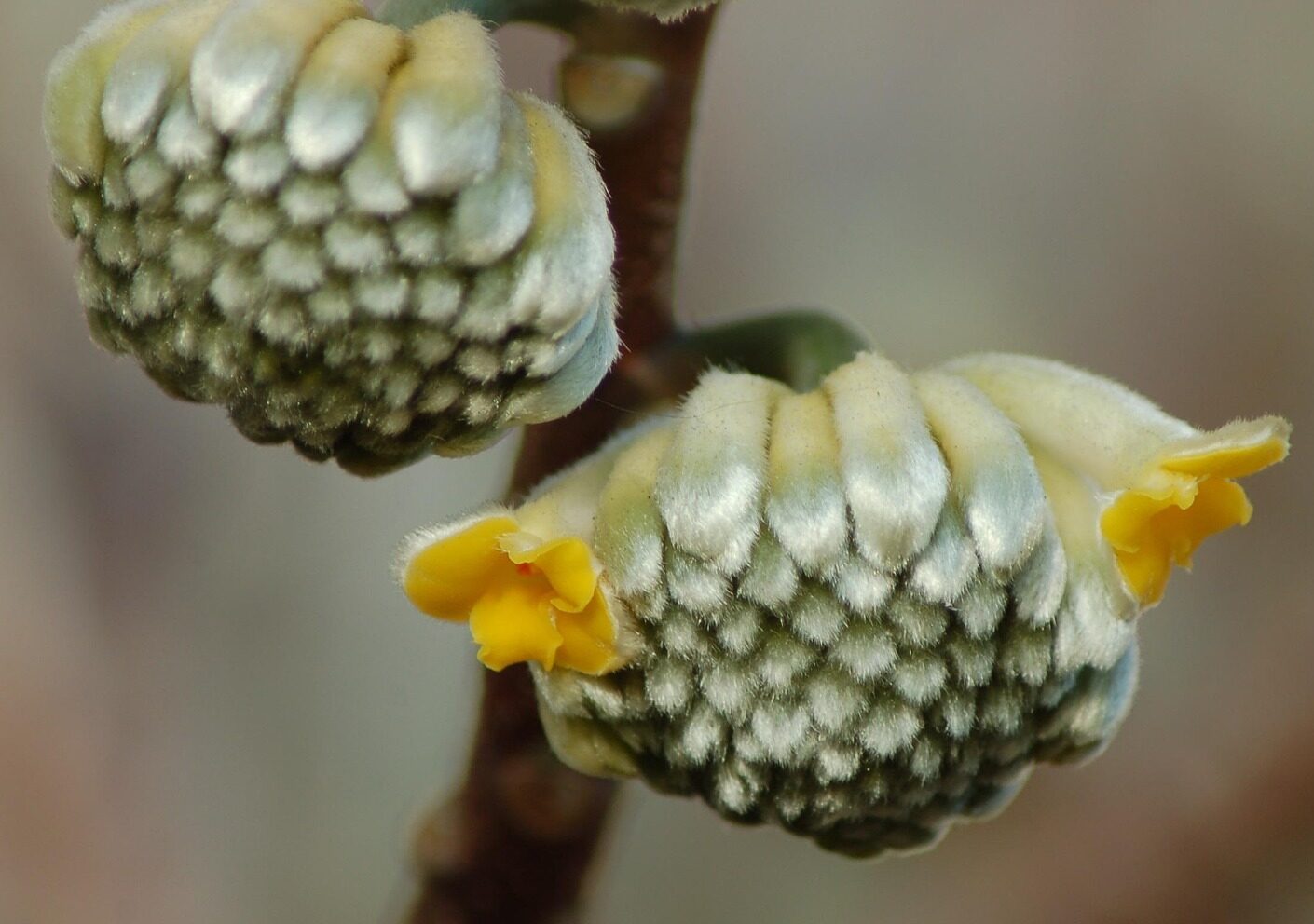 Edgeworthia chrysantha - papierstruik