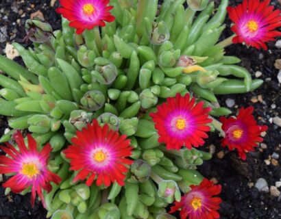 Delosperma c. Jewel of Desert Garnet - Middagbloempje