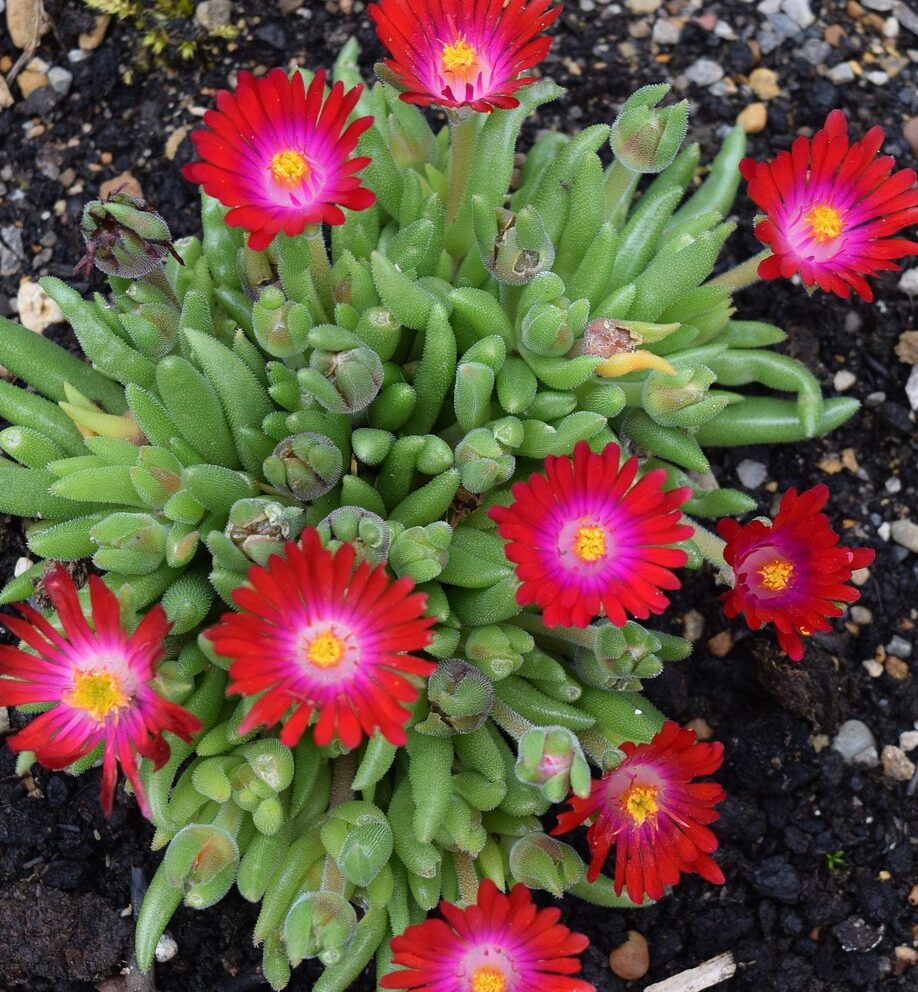 Delosperma c. Jewel of Desert Garnet - Middagbloempje