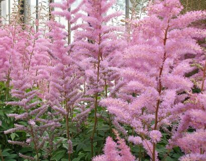 Astilbe (A) ‘Anita Pfeifer’ - Prachtspirea