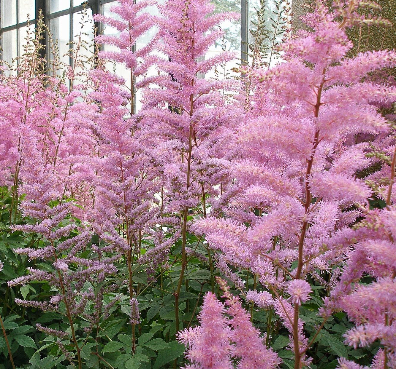 Astilbe (A) ‘Anita Pfeifer’ - Prachtspirea
