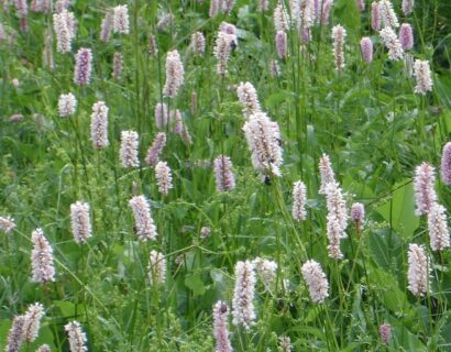 Persicaria amplexicaulis ‘Rosea’ - Duizendknoop