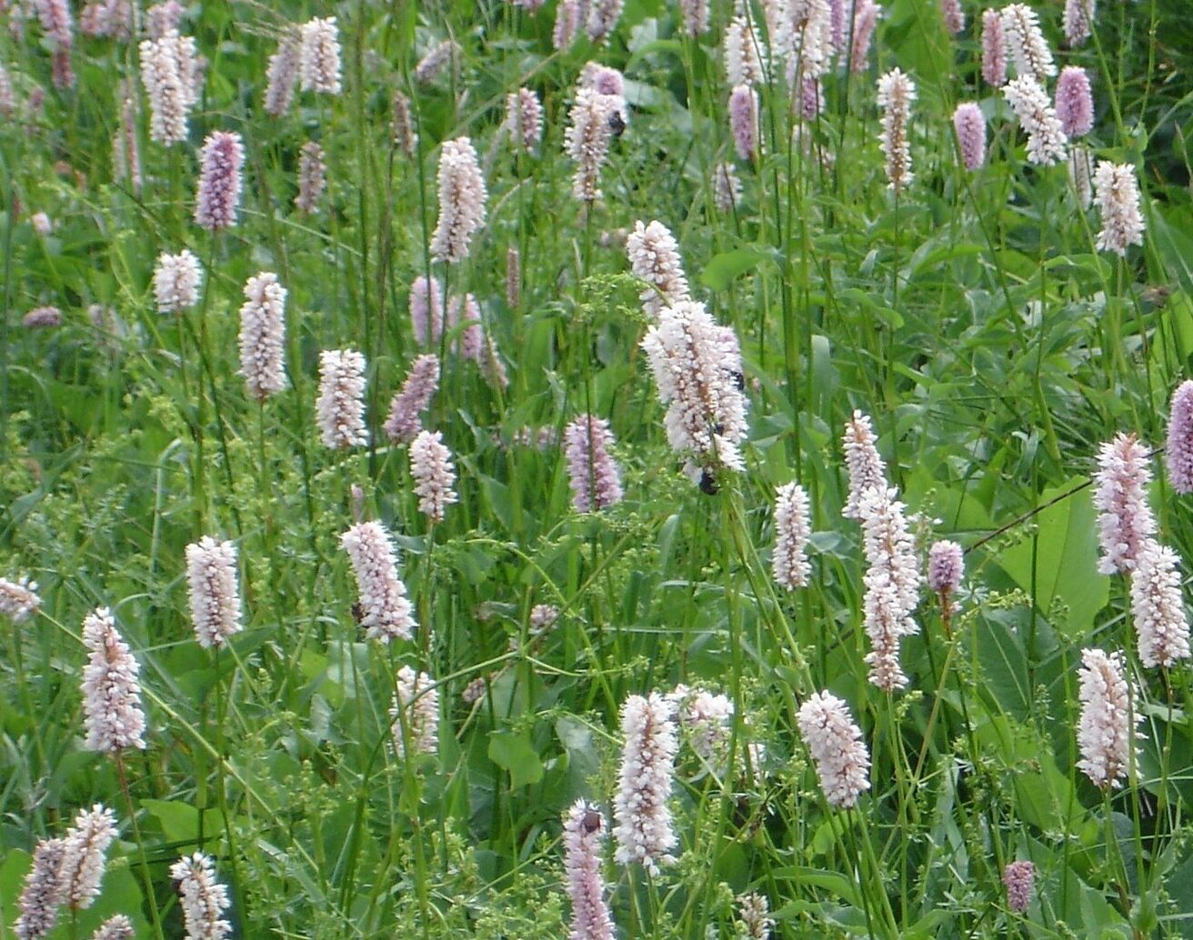 Persicaria amplexicaulis ‘Rosea’ - Duizendknoop