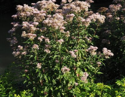 Eupatorium Cannabinum - Leverkruid, koninginnekruid