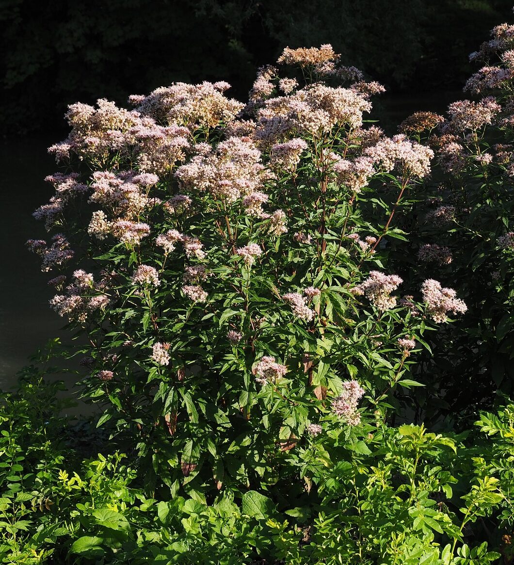 Eupatorium Cannabinum - Leverkruid, koninginnekruid
