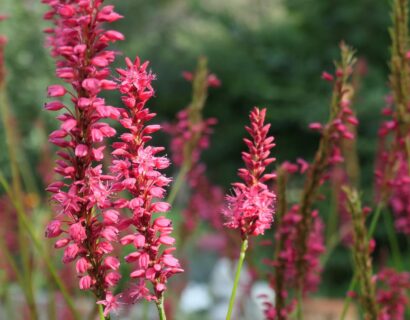 Persicaria ampl. ‘Amethyst Summer’ - Duizendknoop
