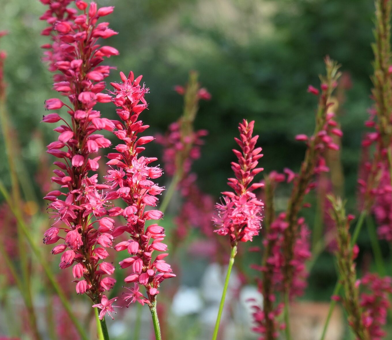 Persicaria ampl. ‘Amethyst Summer’ - Duizendknoop