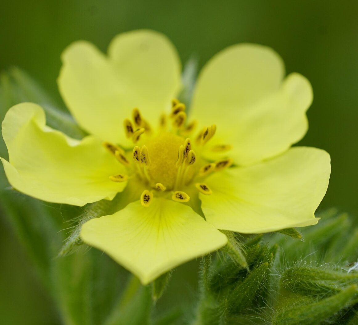 Potentilla fruticosa ‘Primrose Beauty’ - Ganzerik