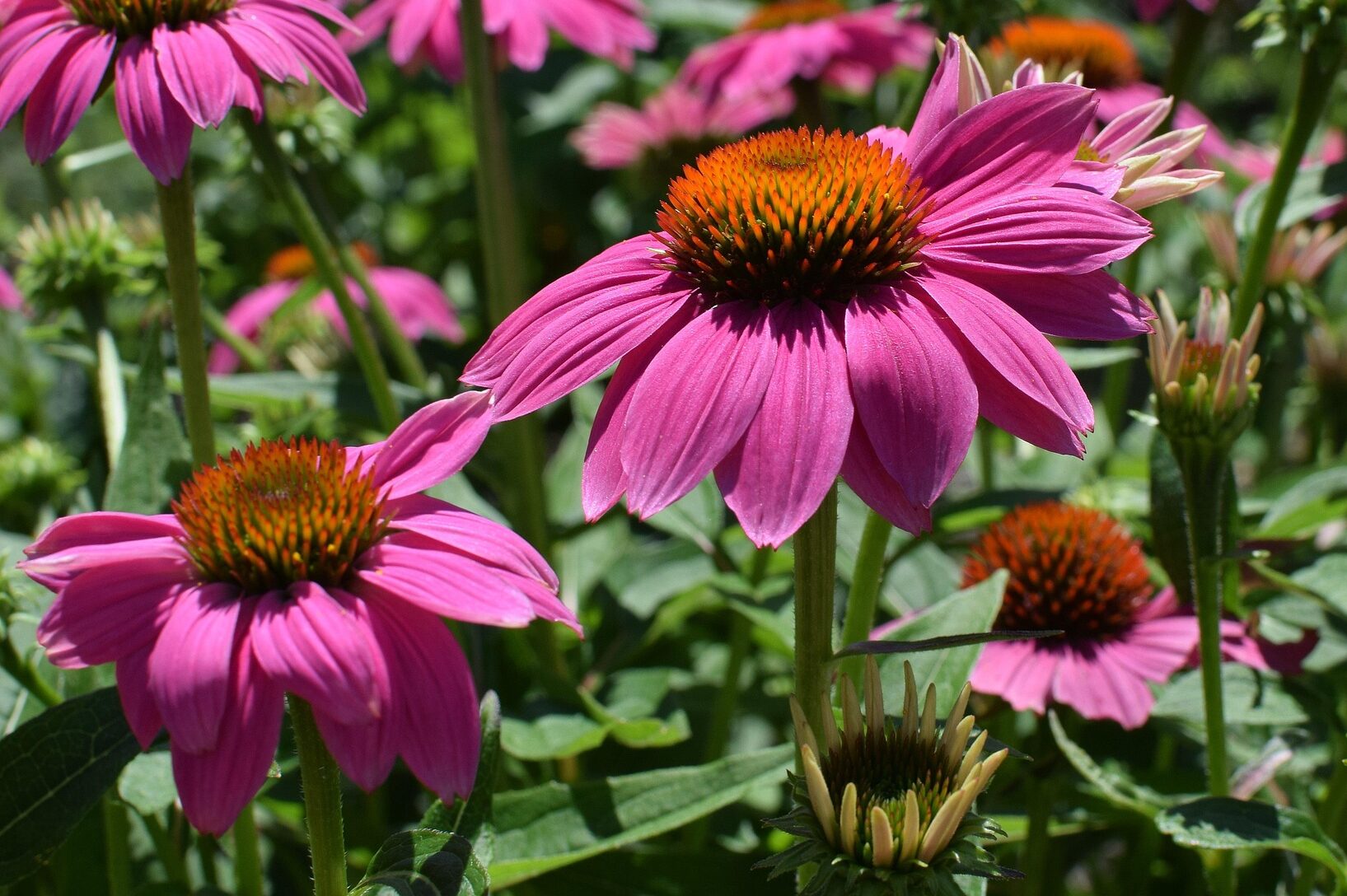 Echinacea ‘Sunseekers Hot Pink’ - Zonnehoed