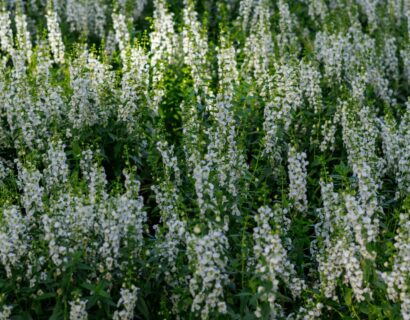 Veronica spicata ‘Icicle’ - Ereprijs