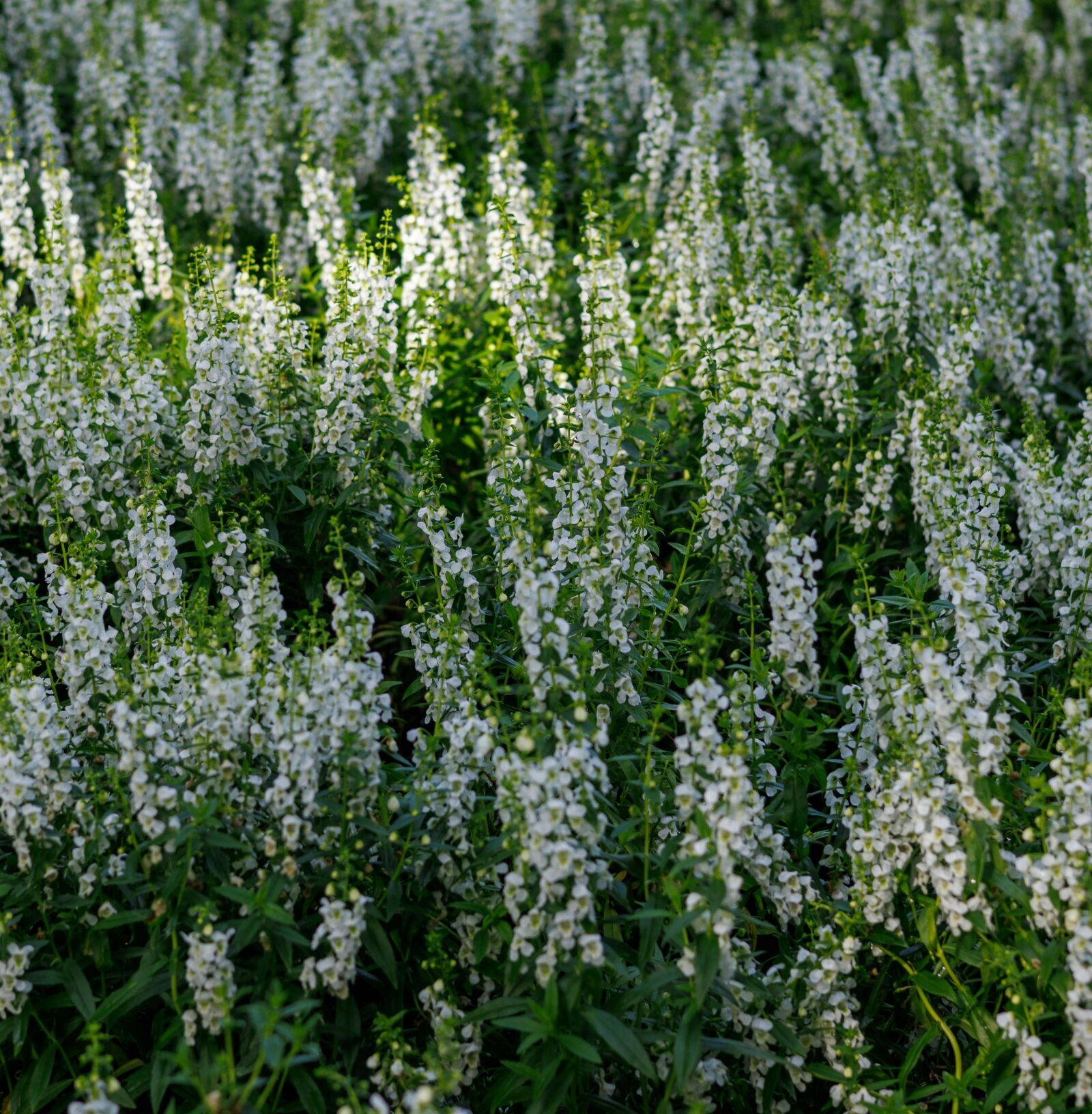 Veronica spicata ‘Icicle’ - Ereprijs