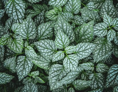 Brunnera macrophylla ‘Sea Heart’ - Vergeet-mij-nietje