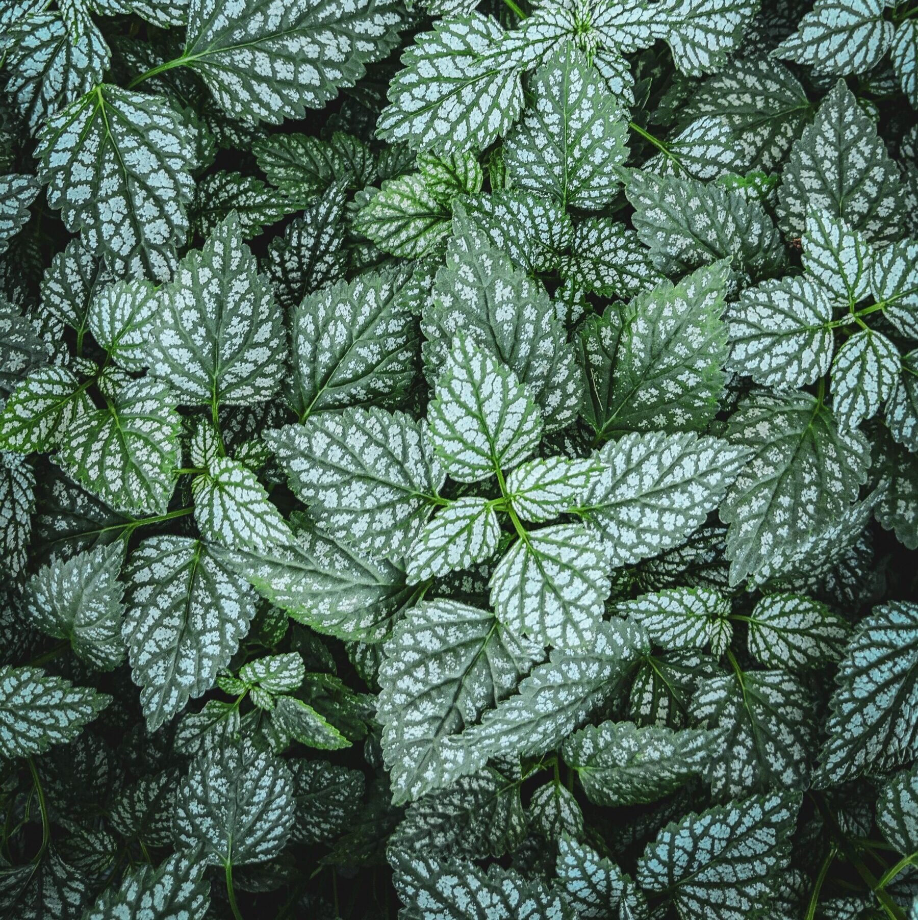 Brunnera macrophylla ‘Sea Heart’ - Vergeet-mij-nietje