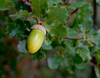 Quercus robur meerstammig - Inlandse eik, zomereik