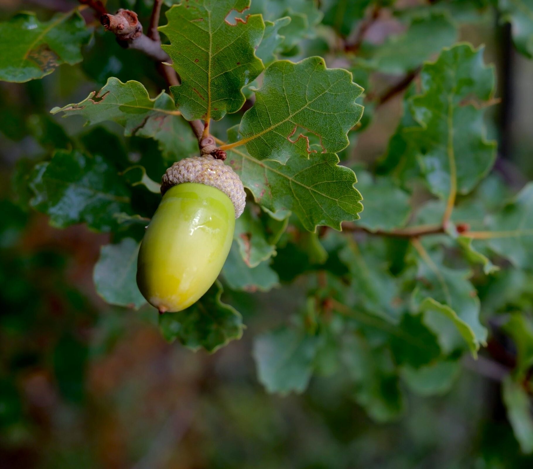 Quercus robur meerstammig - Inlandse eik, zomereik