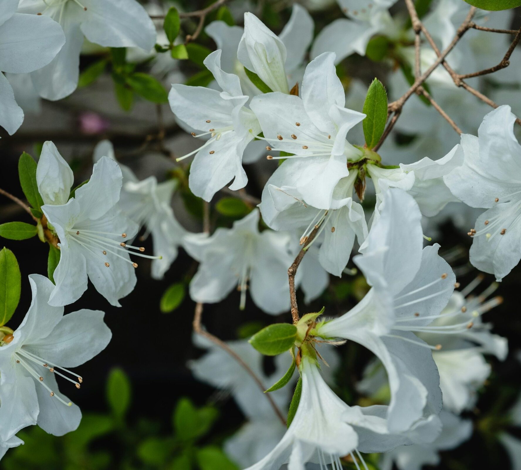 Azalea japonica ‘Cottage white’ - Azalea