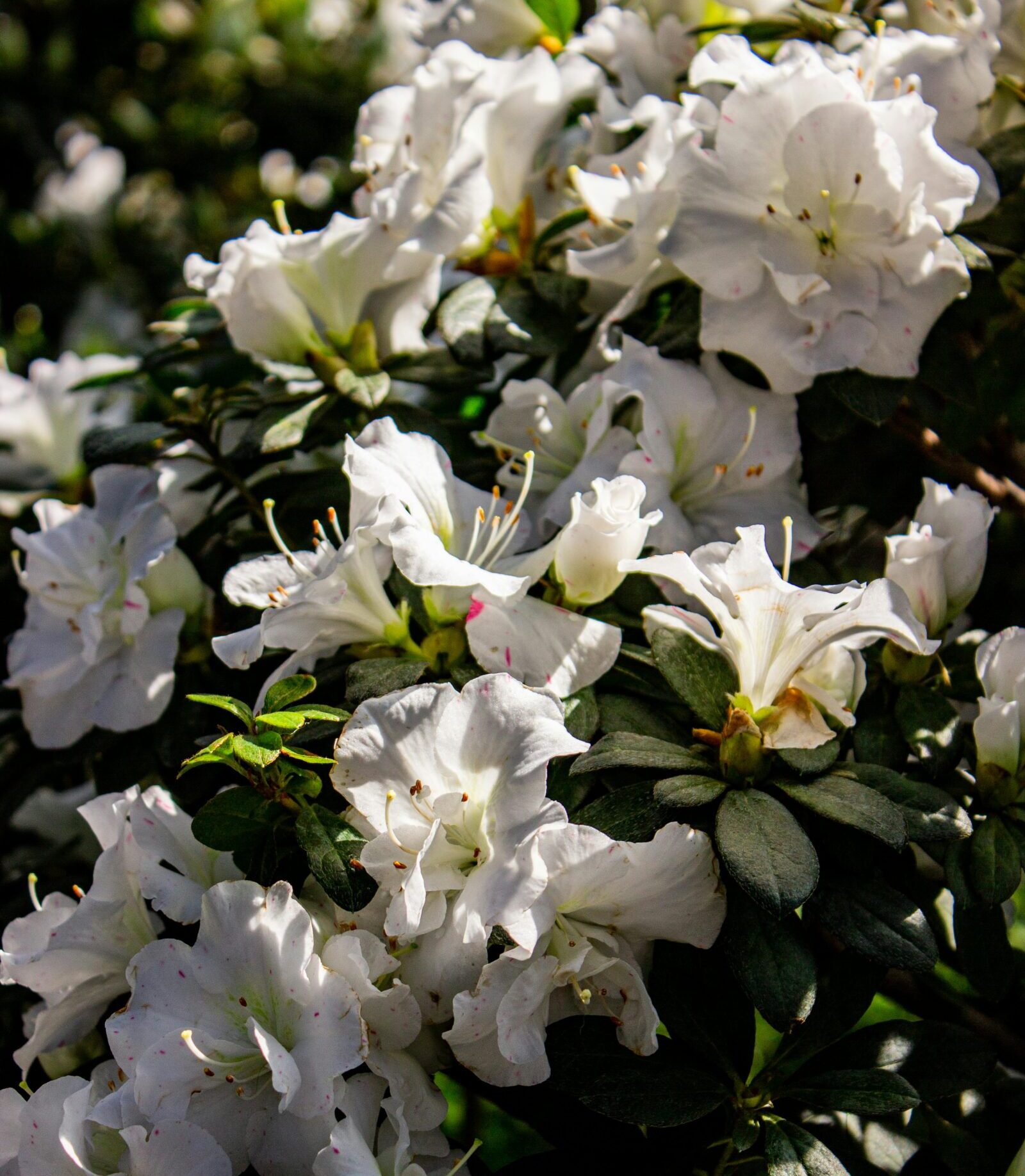 Azalea japonica ‘Palestrina’ - Azalea