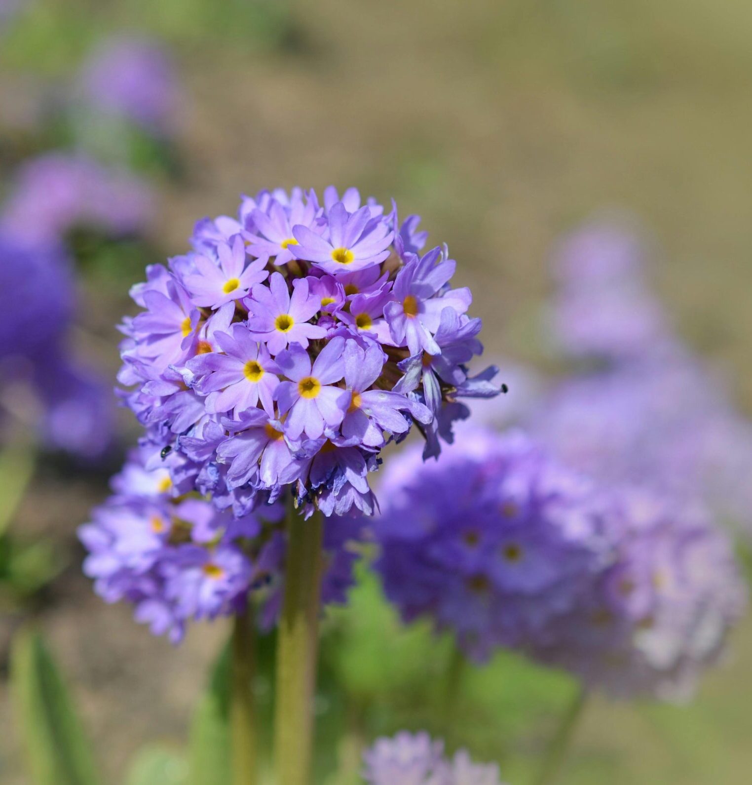 Primula denticulata ‘Lilac’ - Sleutelbloem