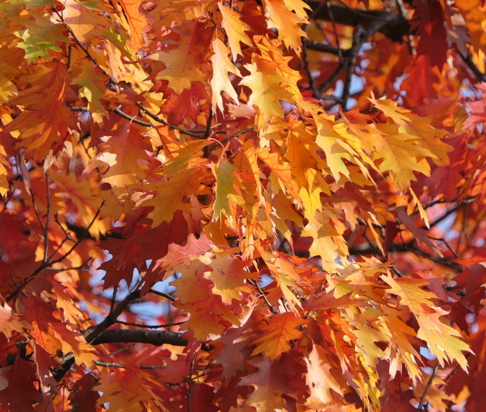 Quercus palustris meerstammig - Moeraseik