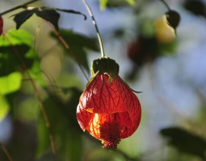 Abutilon - Abutilon