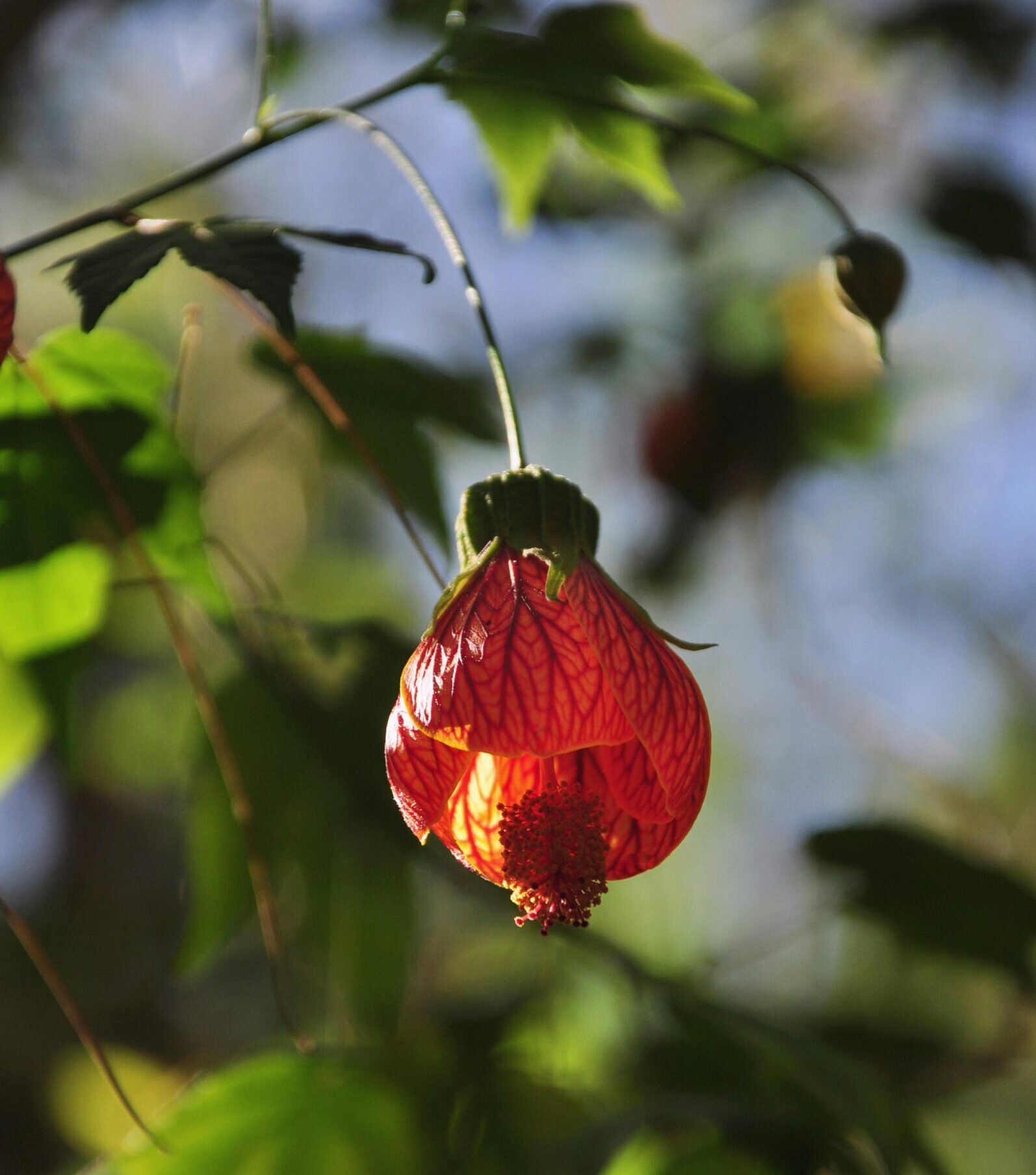 Abutilon - Abutilon