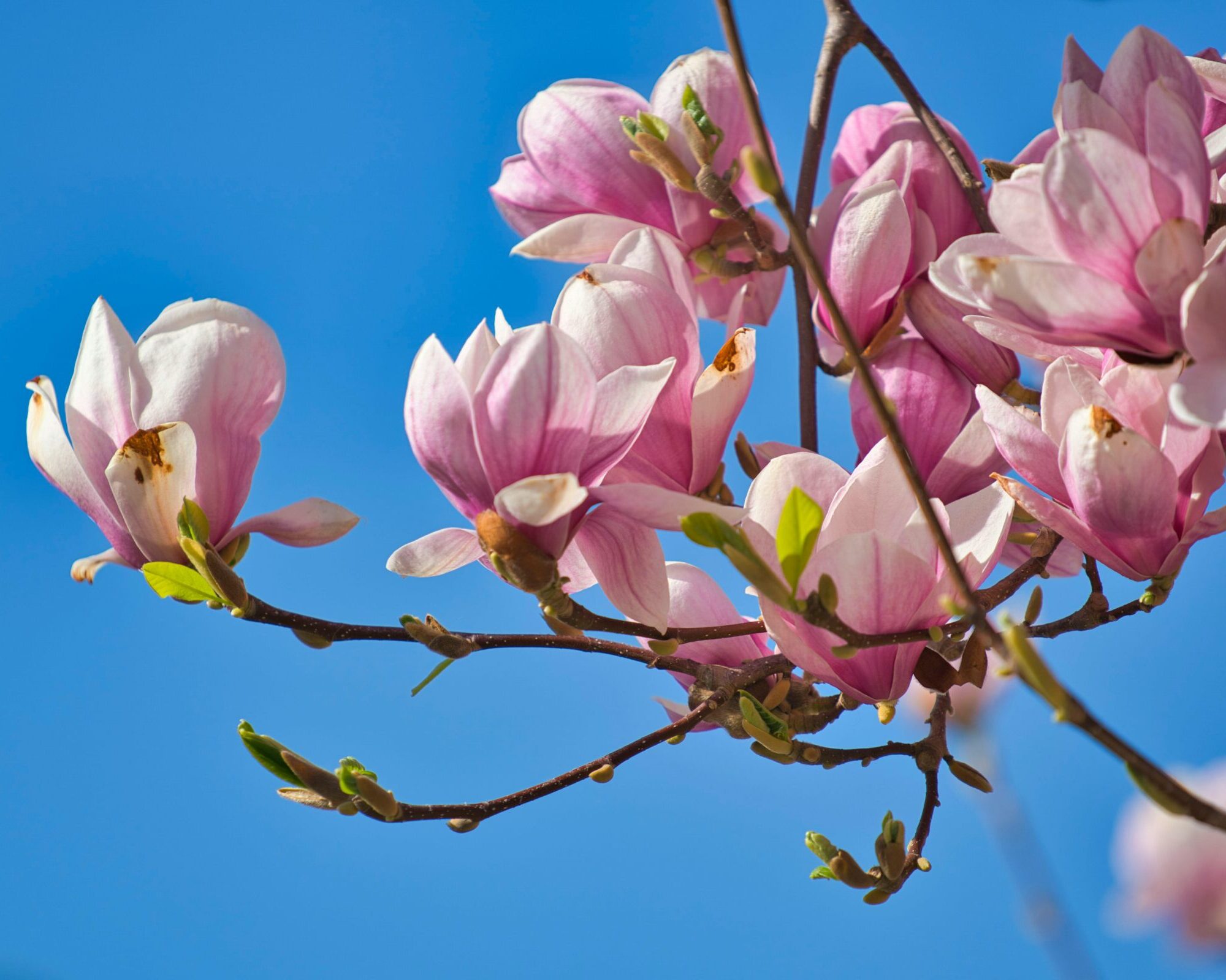Magnolia ‘Galaxy’ - Beverboom