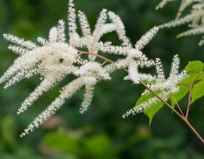 Astilbe (A) ‘Snowdrift’ - Pluimspirea