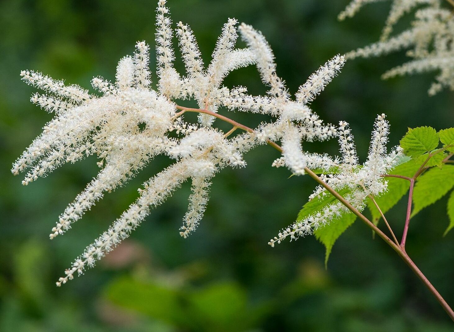 Astilbe (A) ‘Snowdrift’ - Pluimspirea