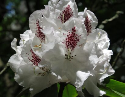 Rhododendron Calsap - Rhododendron