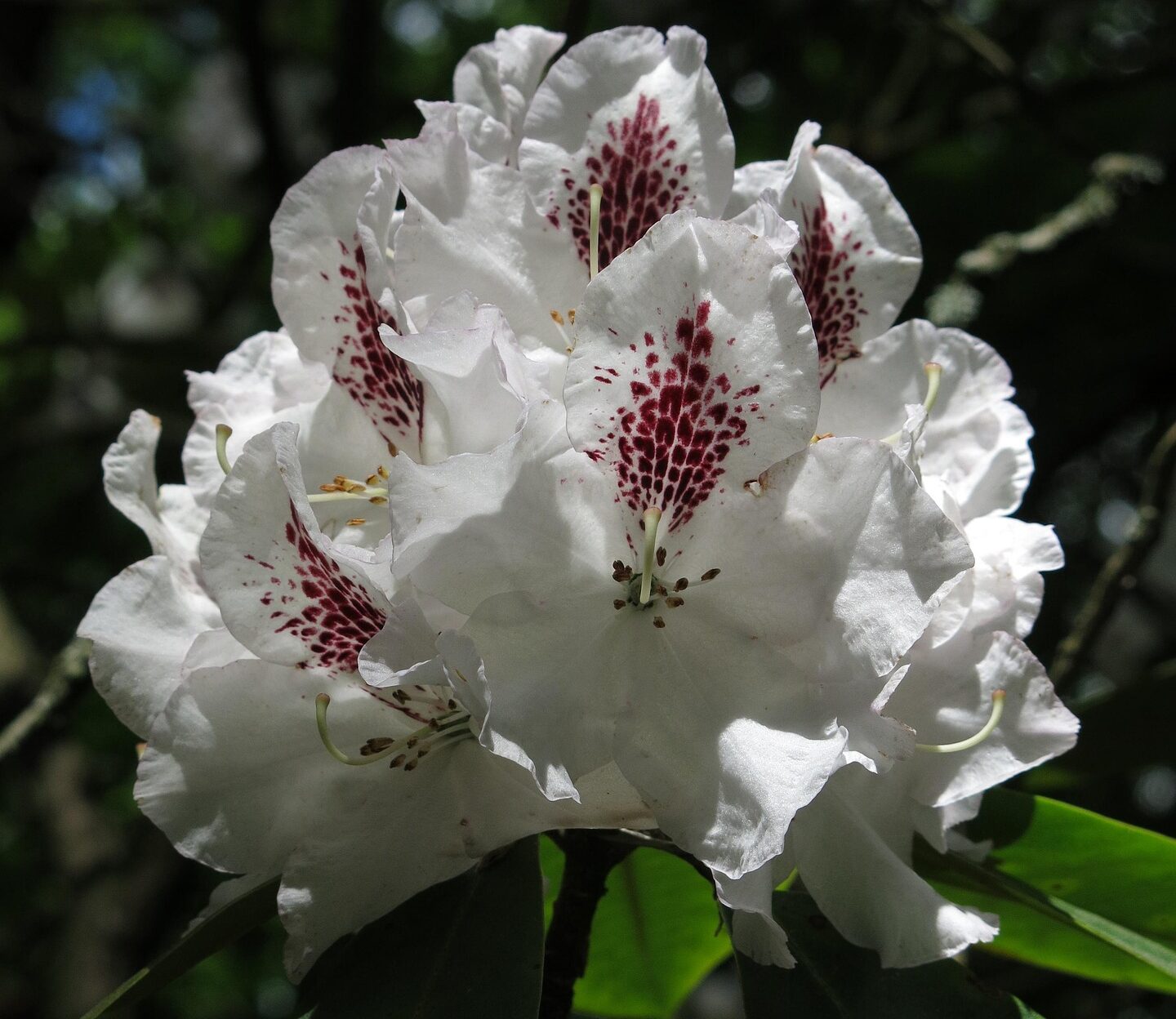 Rhododendron Calsap - Rhododendron