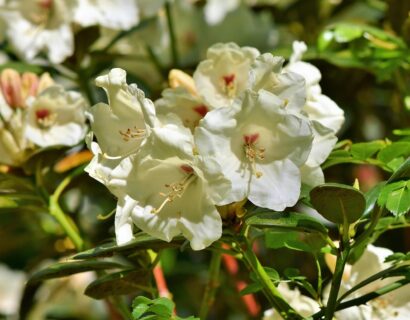 Rhododendron Calsap - Rhododendron
