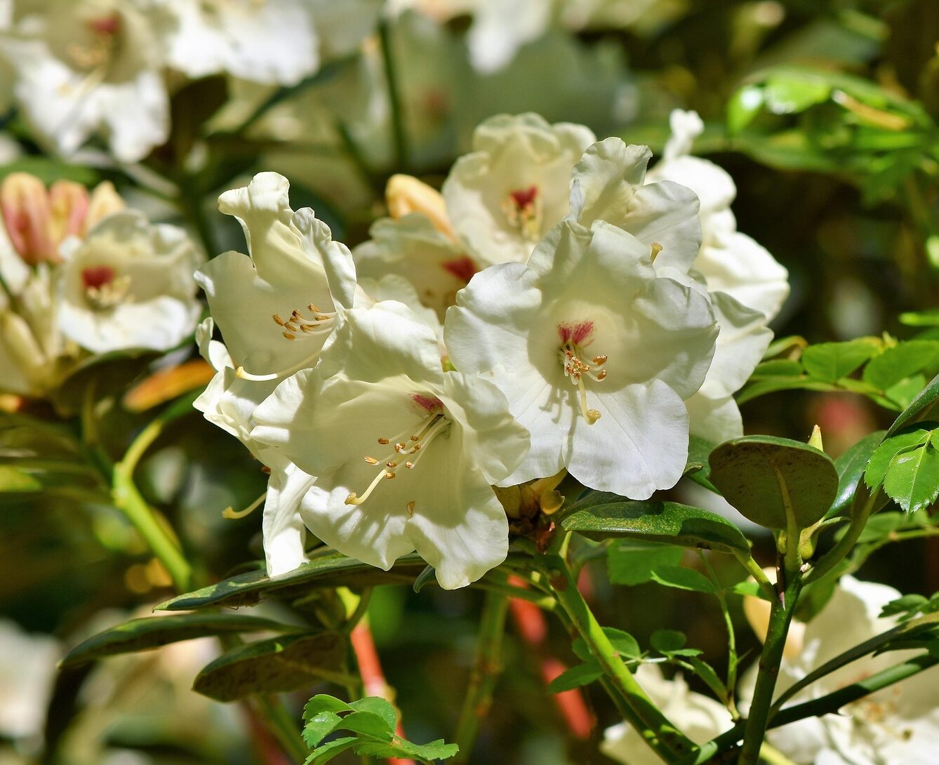 Rhododendron Calsap - Rhododendron
