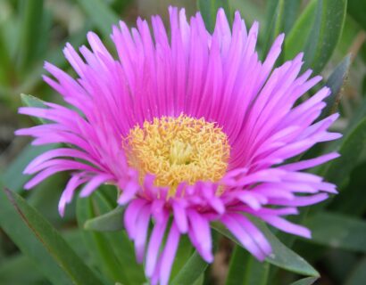 Delosperma Jewel of Dessert Opal - Middagbloempje