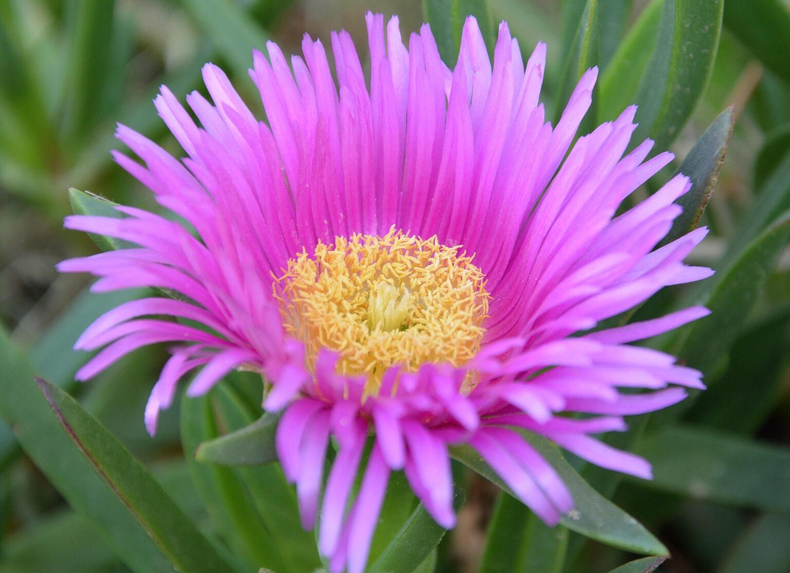 Delosperma Jewel of Dessert Opal - Middagbloempje