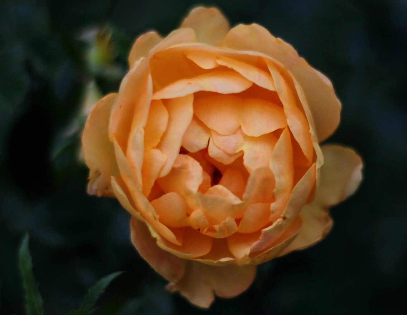 Rosa Princess Stephanie Gdb Luxembourg - Roos