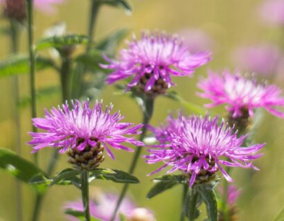 Centaurea Jacea - Knoopkruid