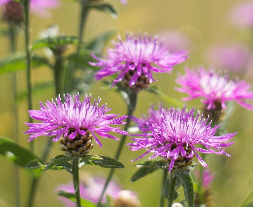 Centaurea Jacea - Knoopkruid