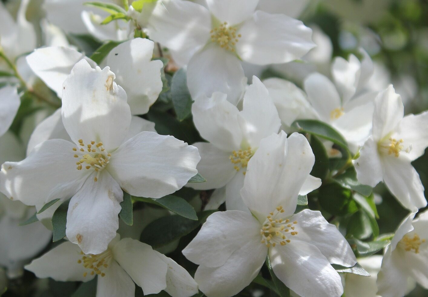 Philadelphus ‘Dame Blanche’ - Boerenjasmijn