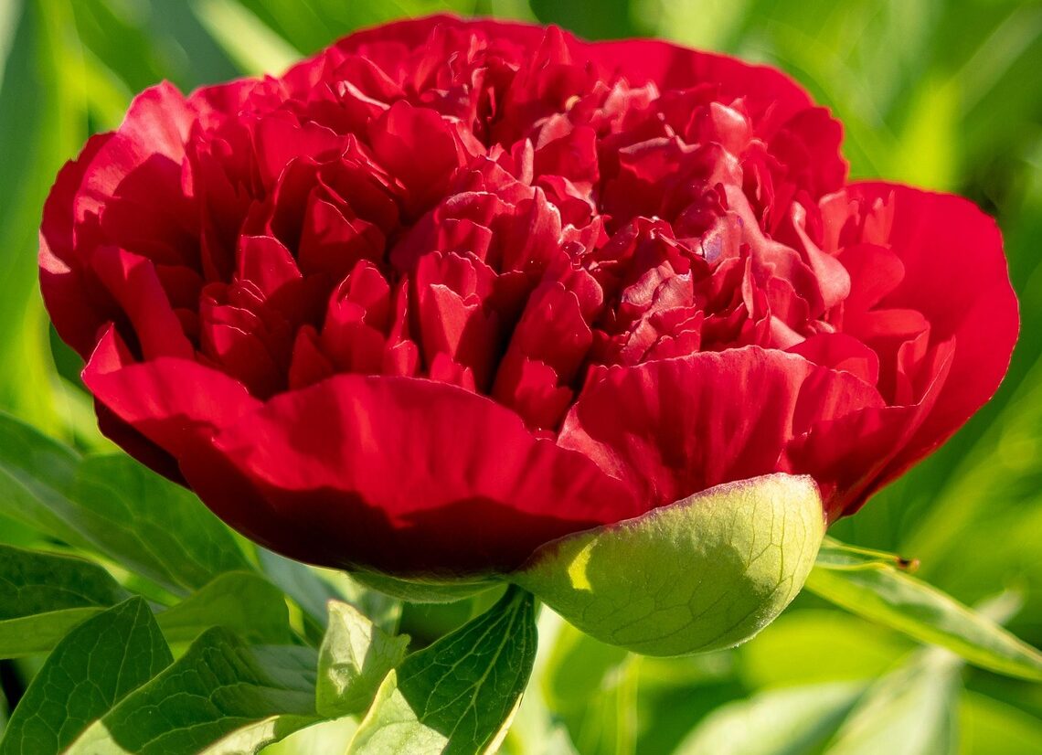 Paeonia lactiflora’Red Charm’ - Pioenroos