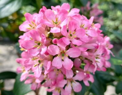 Escallonia ‘Pink Elle’ op stam - 