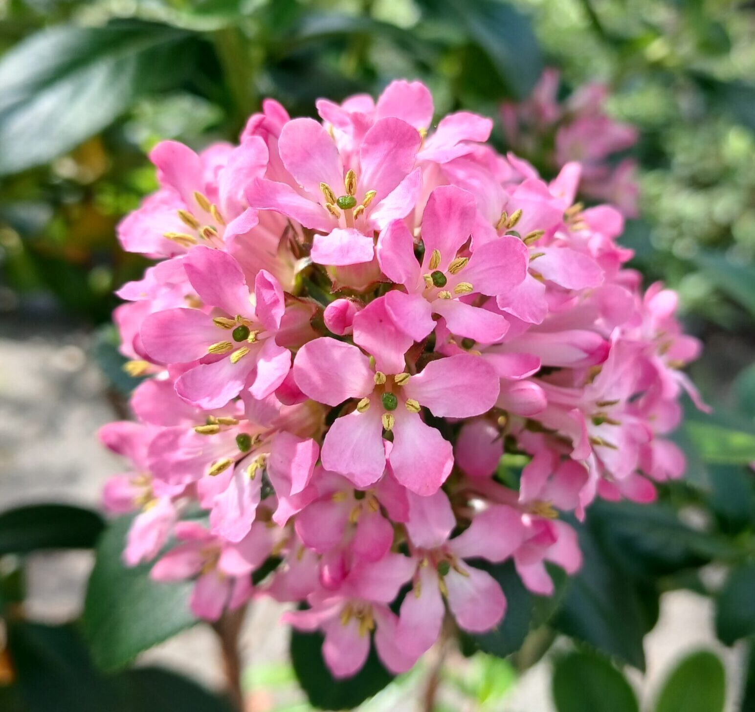 Escallonia ‘Pink Elle’ op stam - 